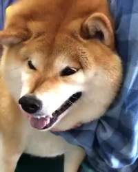 1091153 B