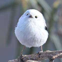 233555 B