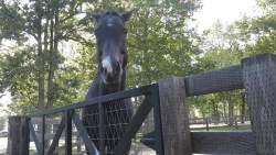 3864959 B