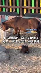 3634771 B