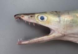 22878 B