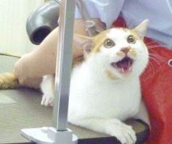 15620 B