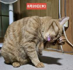 1638931 B