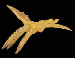 14507 B