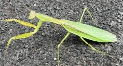 30818 B