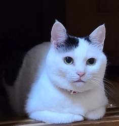 43898 B